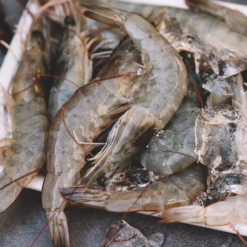 FISHITO LARGE SHRIMP-1